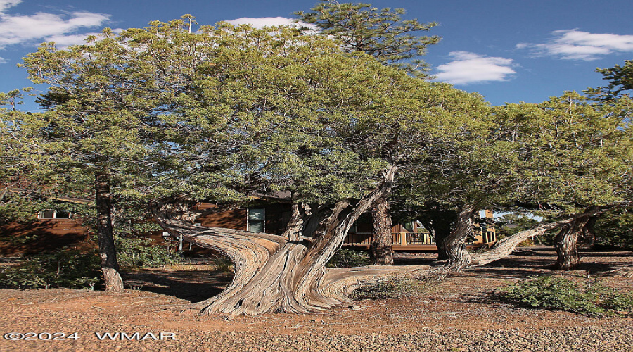 Large Trees on Lot