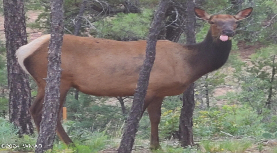 Elk Visitor