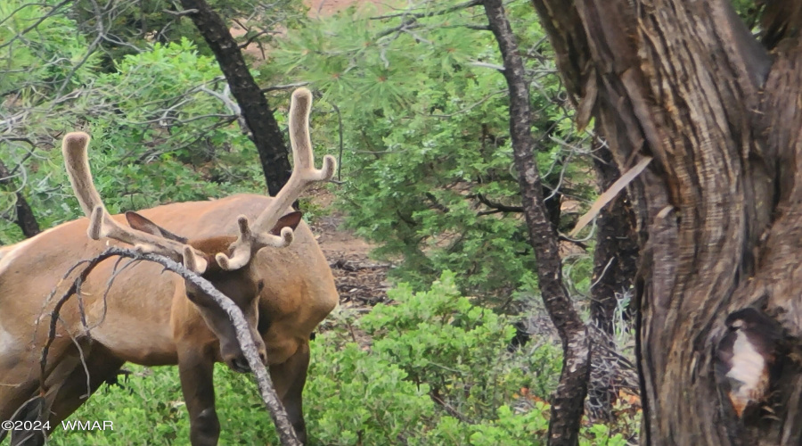 Elk Visitor