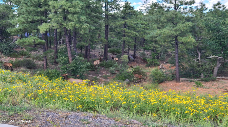 Resident Elk Herd