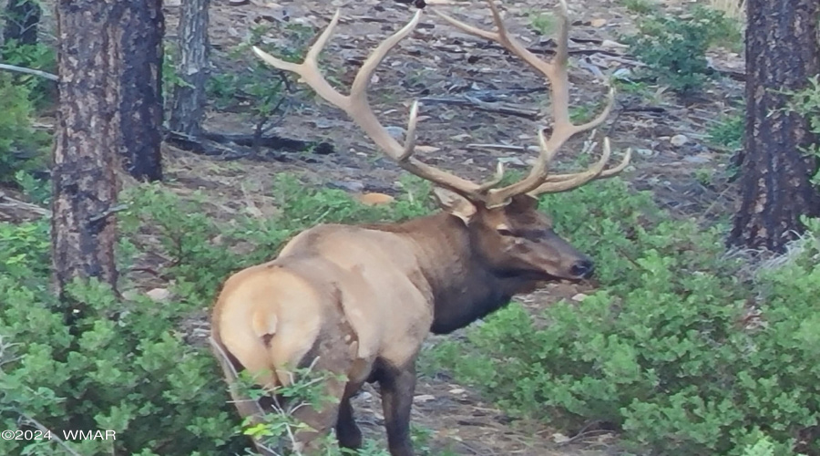 elk4