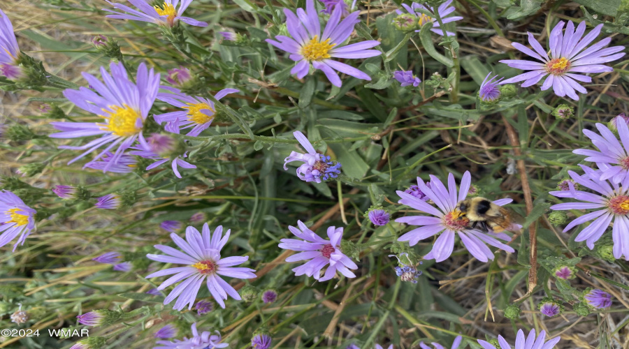 COMMUNITY WILD FLOWERS