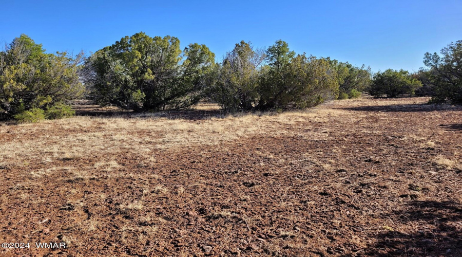 Trees on CENTER property 5 acres