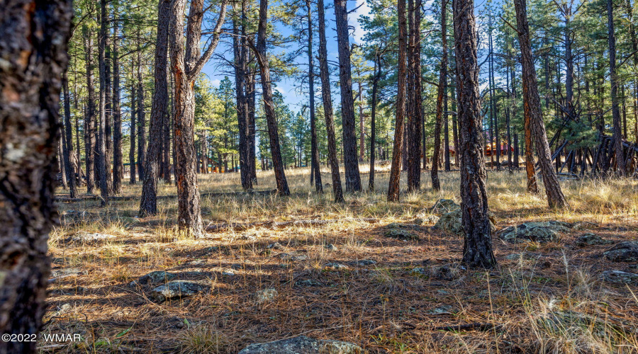 Parcel103-07-004M-Greer-AZ-5