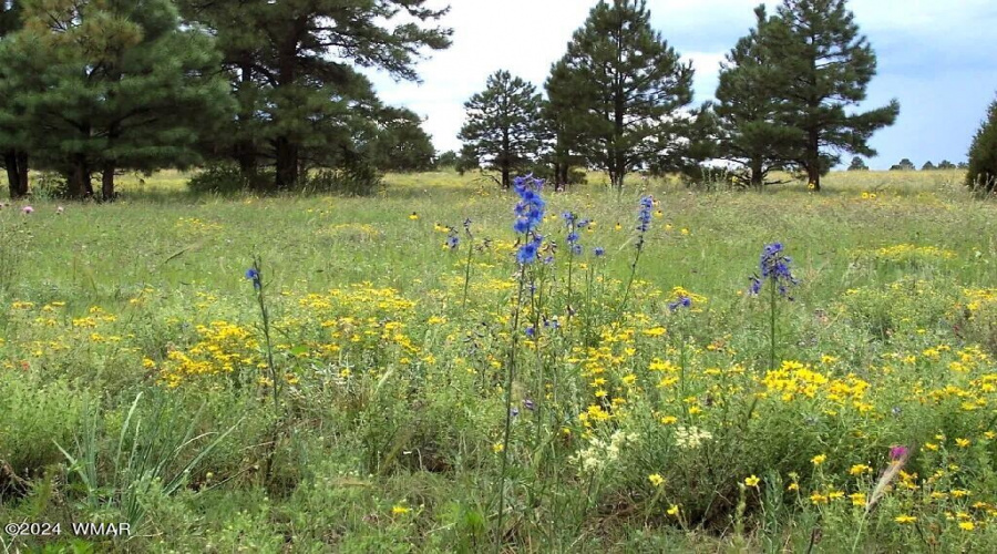 Marshall Wildflower