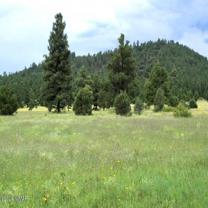 Marshall Meadow