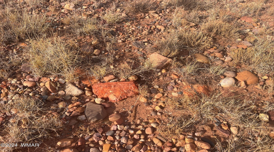 Petrified Wood