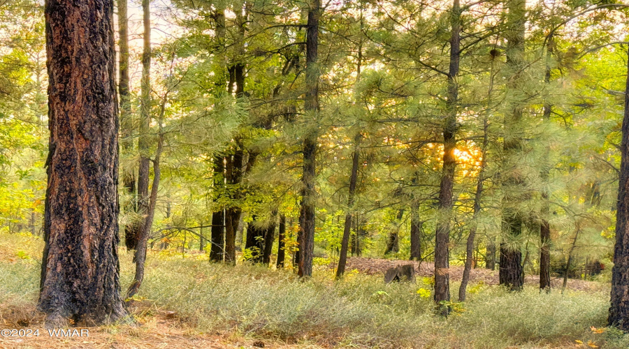 Through the Trees