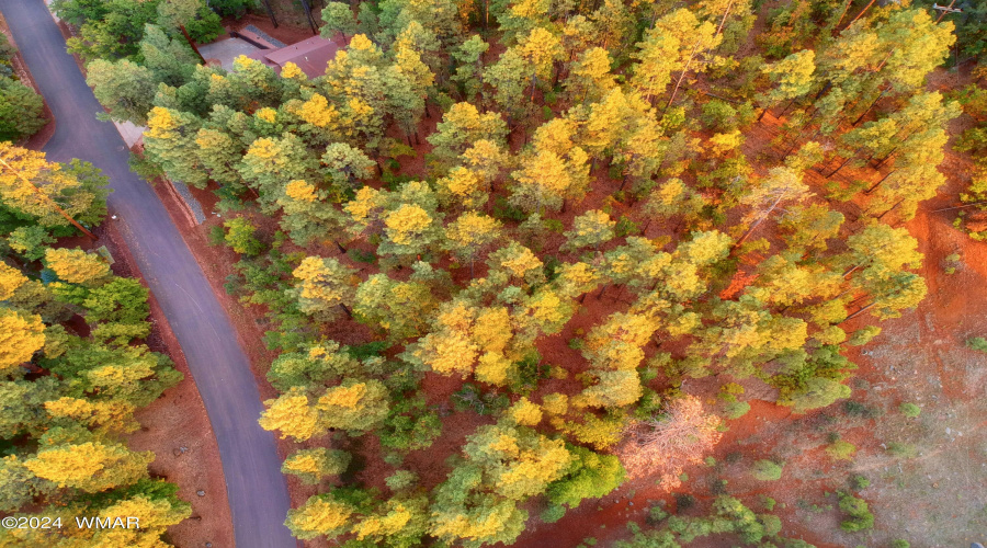 Above Down Bent Oak