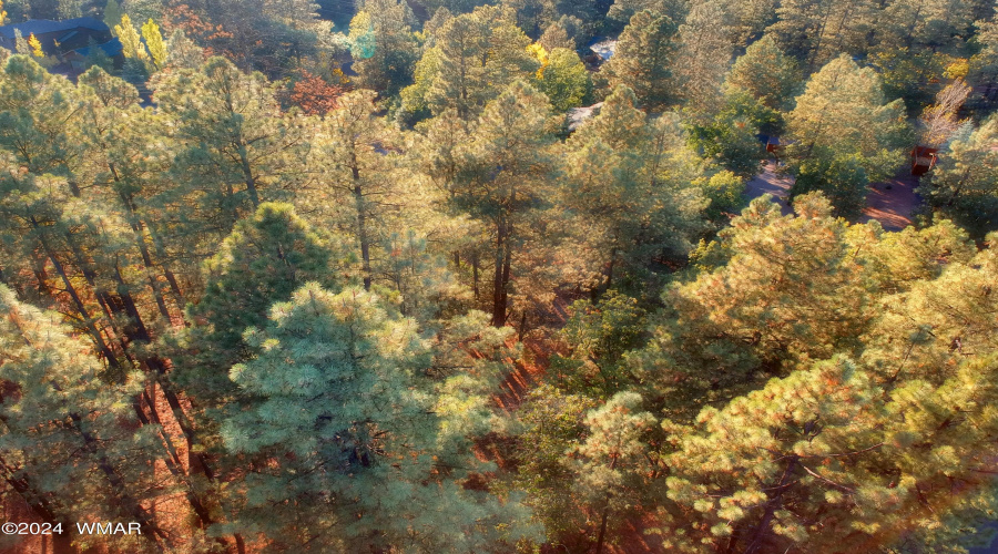 Aerial at Tree Top