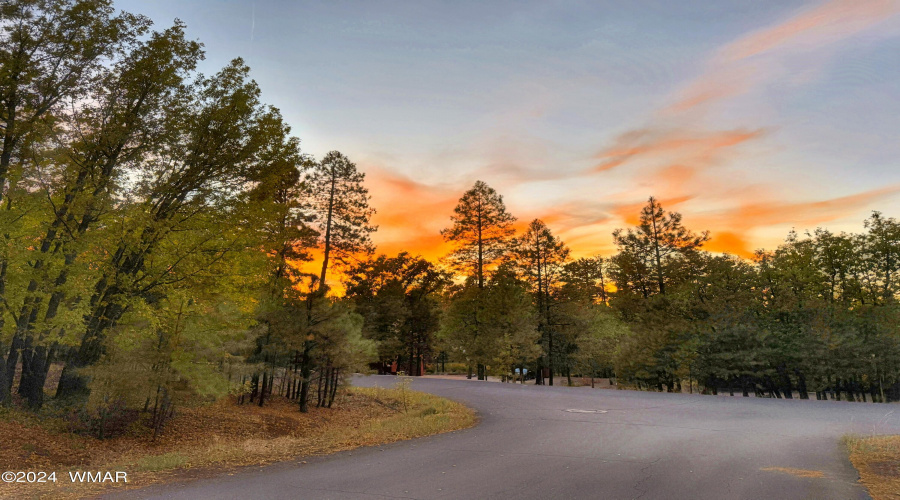 Bent Oak/Pinetree at Sunset