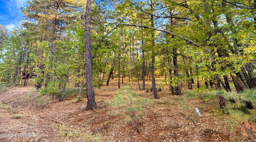 Lushly Forested