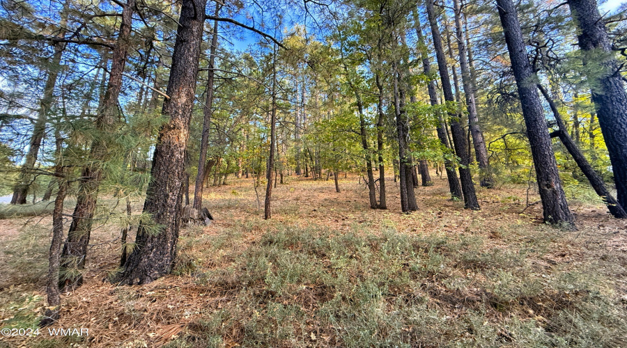 Nestled Among the Pines