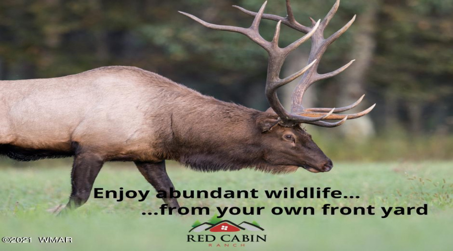 Enjoy abundant wildlife...