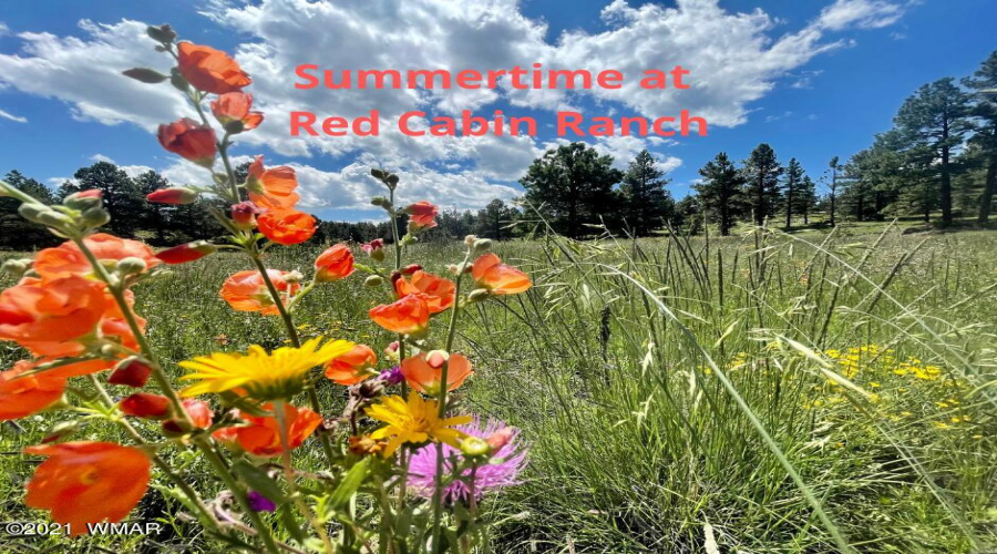 Summertime at Red Cabin Ranch-2