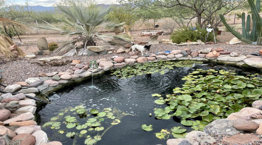 Koi Pond