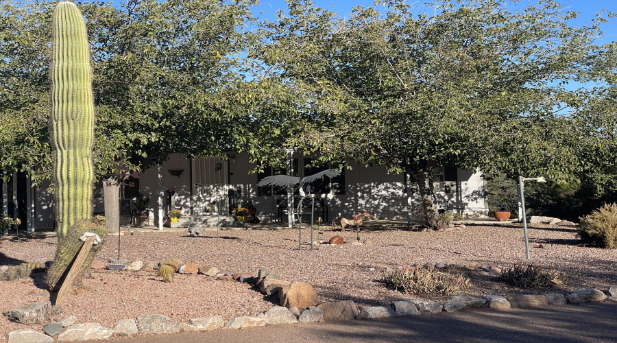 Shade trees & desert landscaping