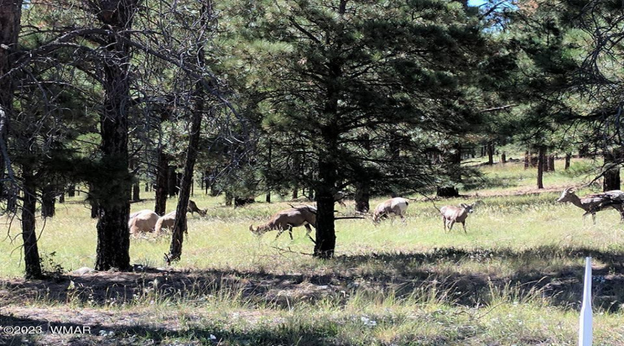 Deer in the area