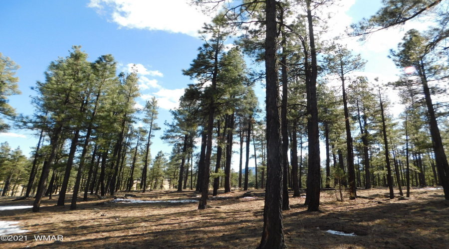 LOT D TALL PINES