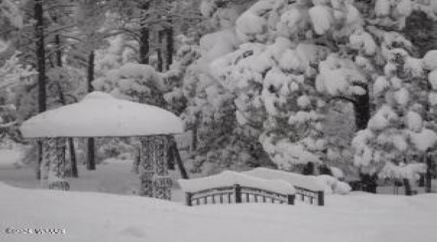 Snowy backyard