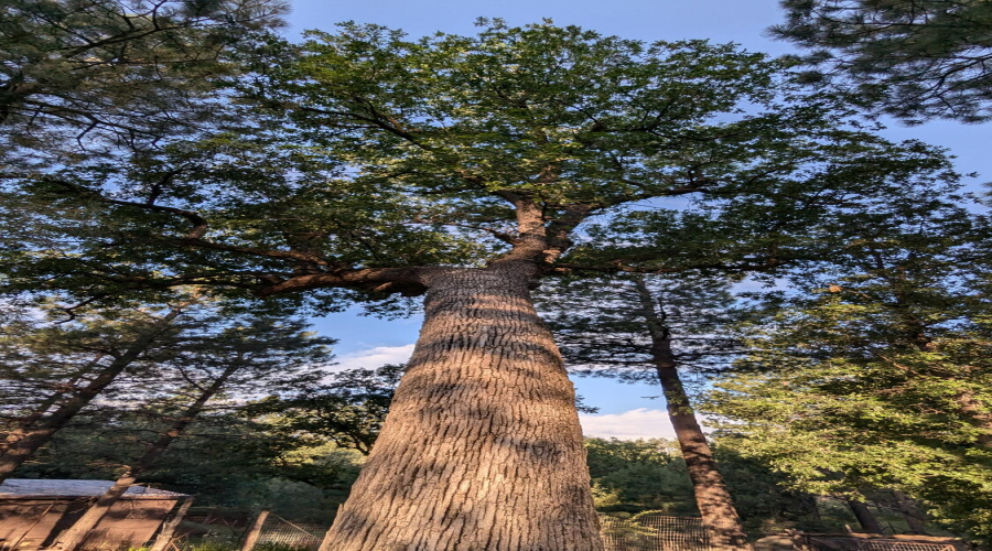 Very Old Oak Tree