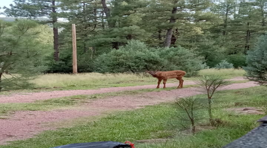 deer 2