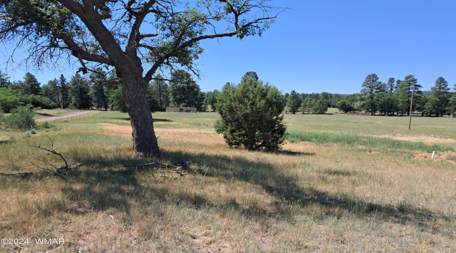 tree on hill