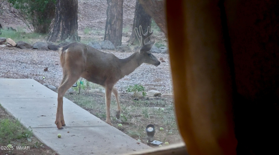 Deer