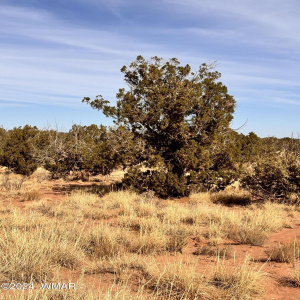 Juniper Trees