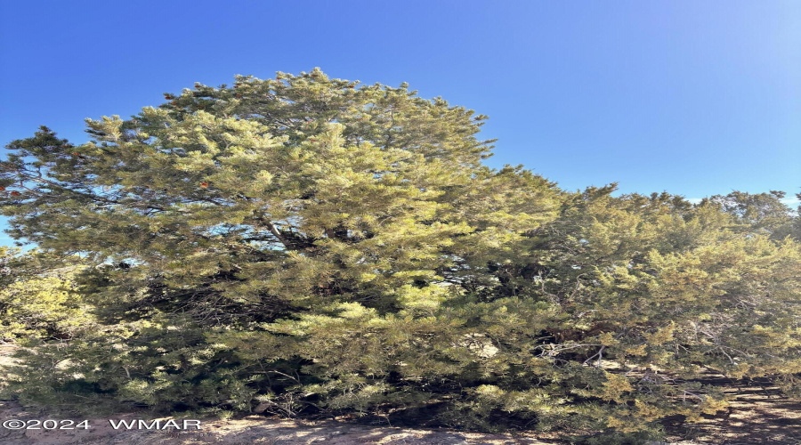 Pinon Trees