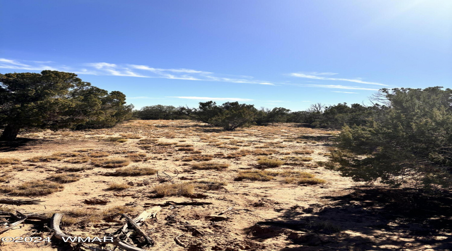 Juniper Trees