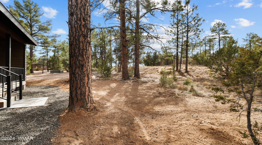 Surrounded By Tall Pines