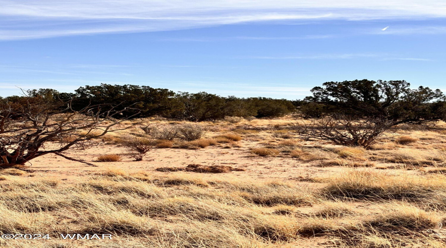 Sandy Soil