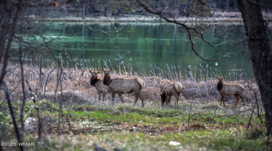 Elk