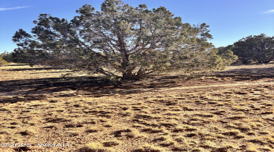 Mature Juniper