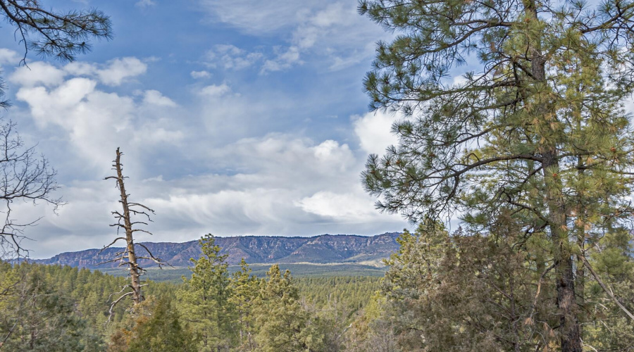 Mogollon Rim View