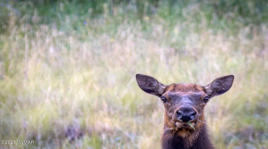 Mountain Wildlife