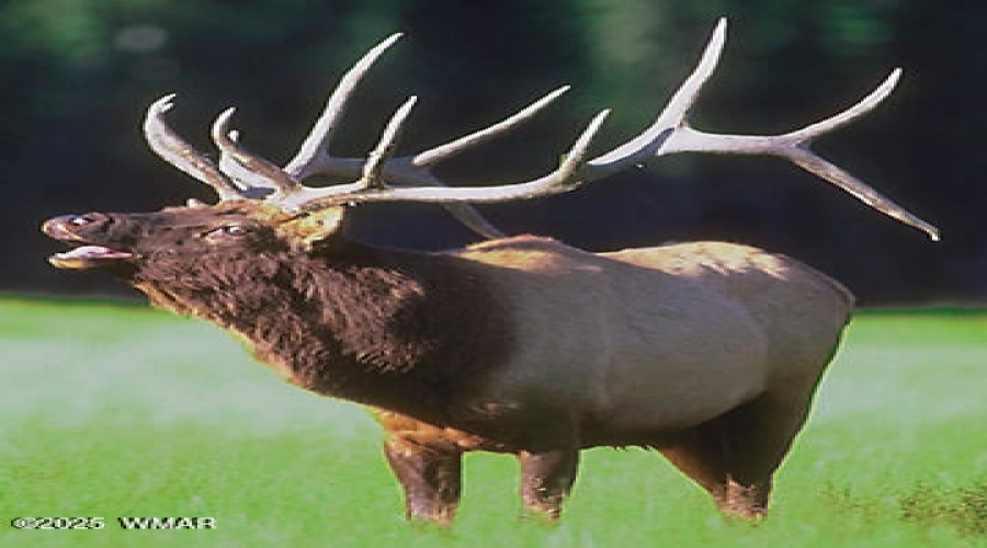 Elk_1