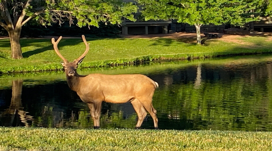 Elk