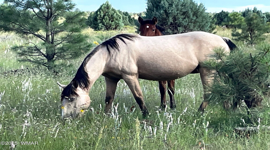 WILD HORSES GRAZING BEHIND THE HOUSE