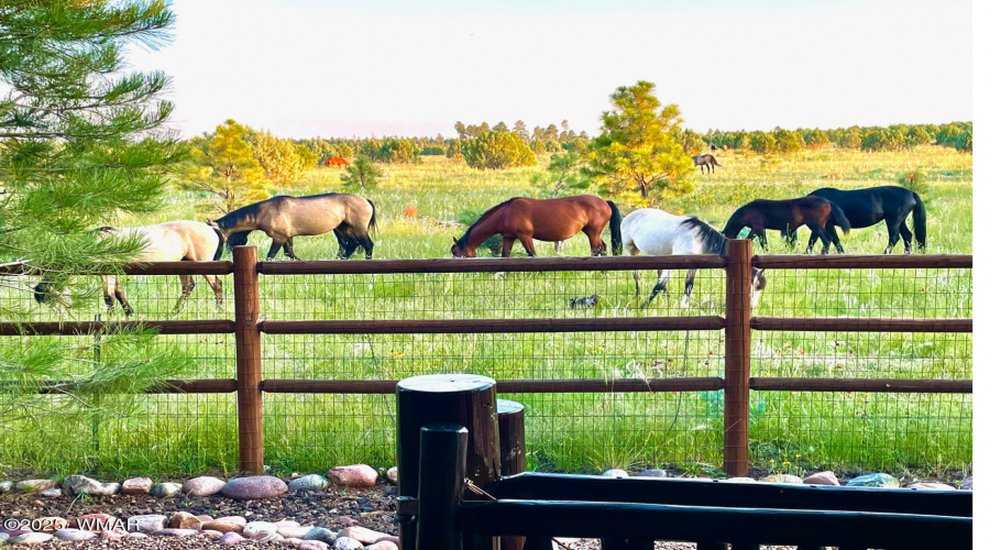 VIEW OF WILD HORSES FROM BACK PORCH