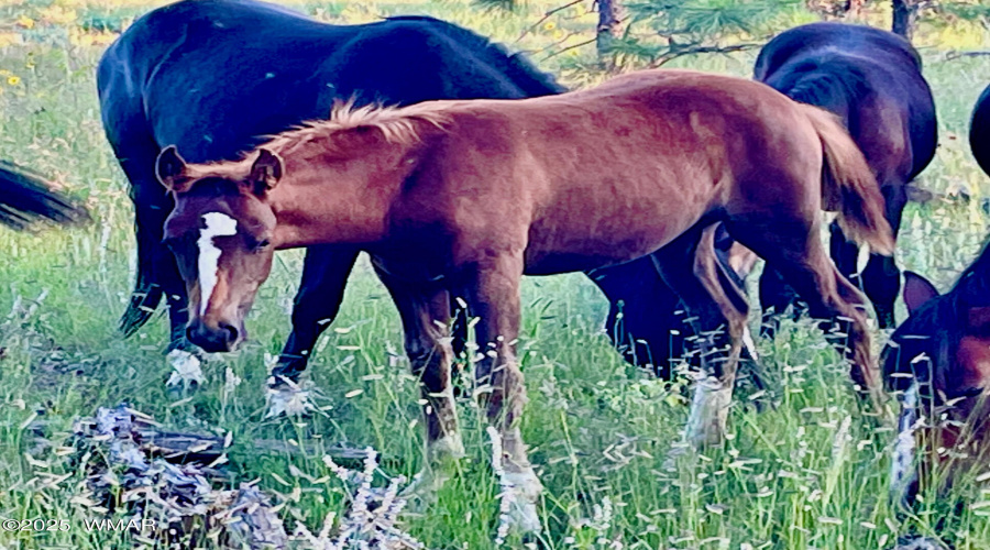 AND MORE WILD HORSES