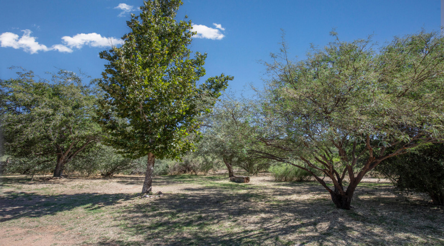 Landscape Trees 3