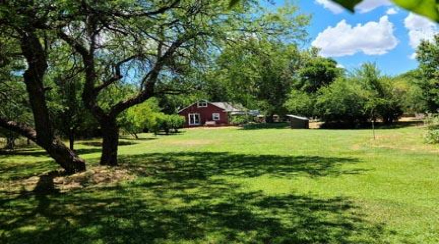 mesquite pasture