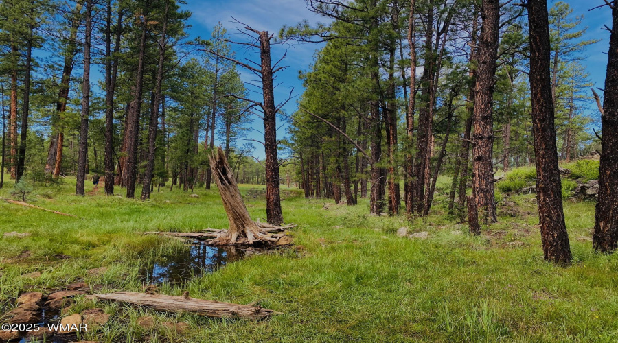 Trails In The White Mountains