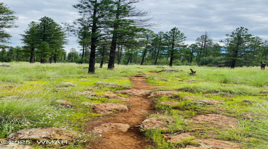 Trails In The White Mountains