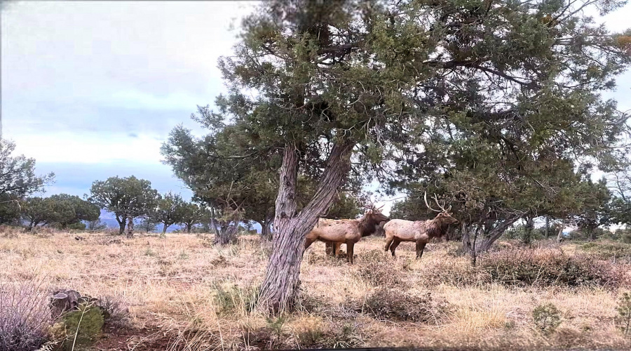 Possum Elk