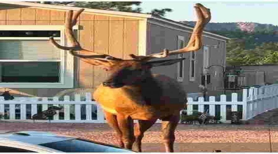 Mr. Elk