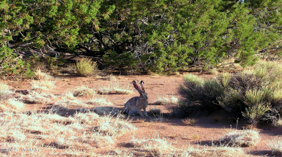 Wabbit