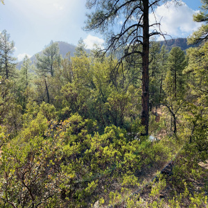 Views of Strawberry Mountain!